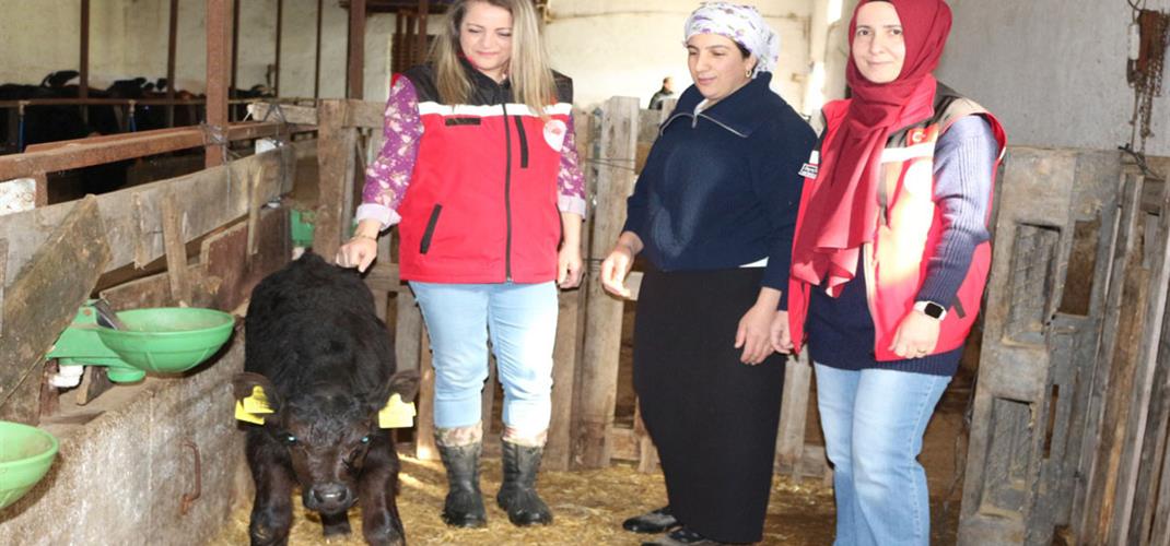 KIRSALDA BEREKET PROJESİ MEYVELERİNİ VERMEYE BAŞLADI: ANGUS DÜVELER İLK BUZAĞILARINI VERDİ