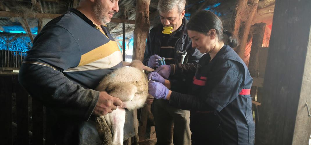 YALOVA'DA HAYVAN SAĞLIĞINA YÖNELİK ÇALIŞMALAR ARALIKSIZ SÜRÜYOR